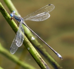 Lestes forficula