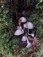 Mycena maculata
