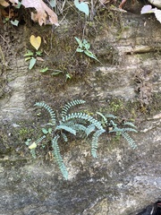 Asplenium resiliens