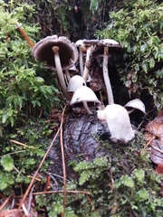 Mycena maculata
