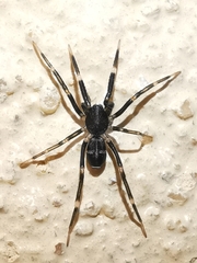 Liophrurillus flavitarsis