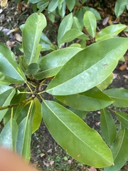 Magnoliaceae
