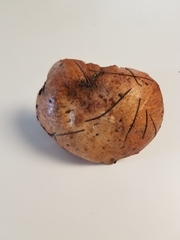 Suillus granulatus