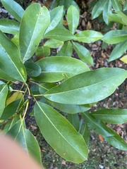 Magnoliaceae