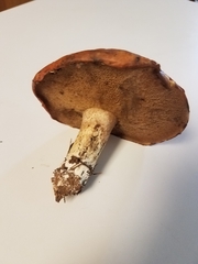 Suillus granulatus