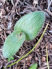 Ornithogalum hispidum