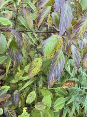 Cornus sericea