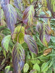 Cornus sericea
