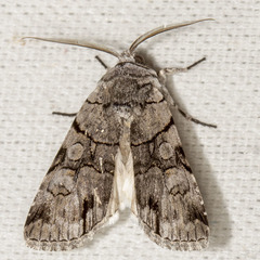 Sympistis chionanthi