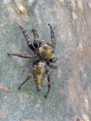 Hyllus