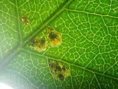 Rhamphus oxyacanthae