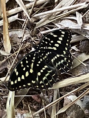 Lexias canescens