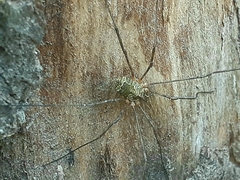 Lacinius dentiger