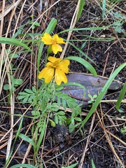 Tagetes tenuifolia