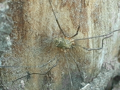 Lacinius dentiger