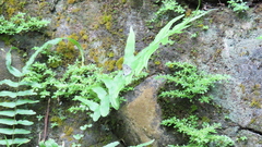 Megisba malaya sikkima