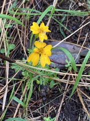 Tagetes tenuifolia
