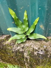 Polypodiaceae