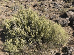 Euphorbia larica