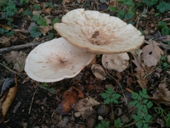 Fungi