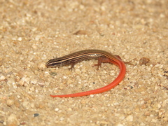 Vanzosaura multiscutata