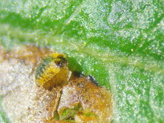 Rhamphus oxyacanthae