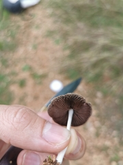 Coprinus