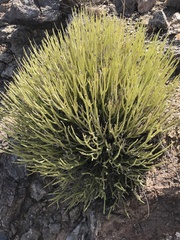 Euphorbia larica