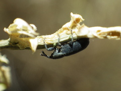 Mecinus janthiniformis