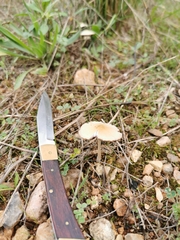 Coprinus