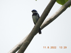 Sporophila morelleti