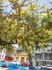 Geoffroea decorticans