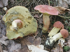 Boletus miniato-olivaceus
