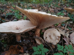 Fungi