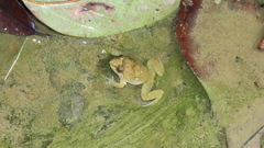 Limnonectes fujianensis