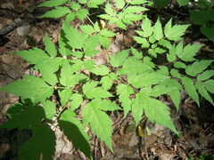 Actaea erythrocarpa