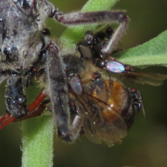 Milichiidae