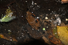 Longpotamon rongshuiense