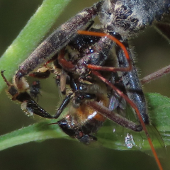 Milichiidae