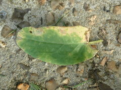 Puccinia acetosae