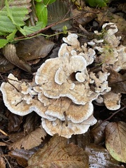 Hydnellum suaveolens