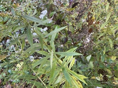 Doellingeria umbellata