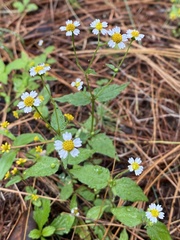 Galinsoga quadriradiata