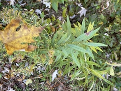 Doellingeria umbellata