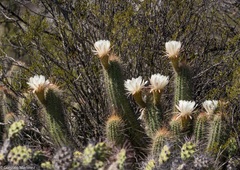 Trichocereus strigosus
