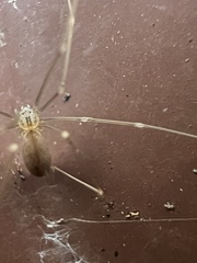 Pholcus opilionoides