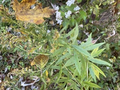 Doellingeria umbellata