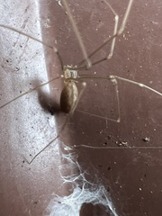 Pholcus opilionoides