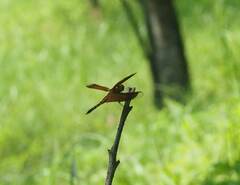 Neurothemis taiwanensis