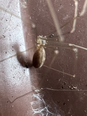 Pholcus opilionoides